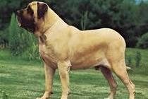 Mastiff SC