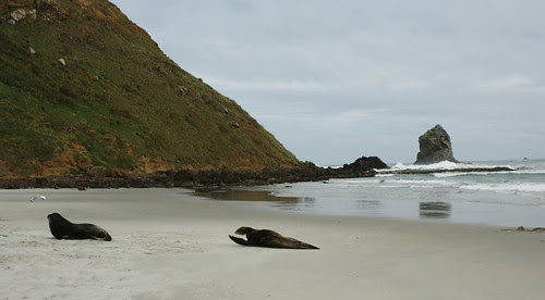 Sea Lions at Sandfly Bay