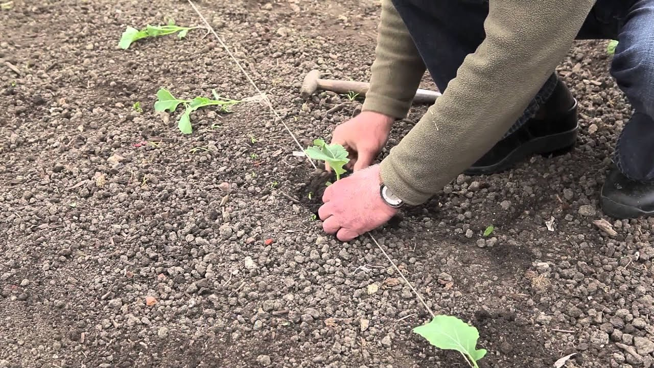 Comment semer des graines enrobées