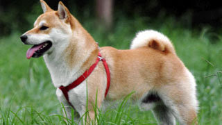 画像あり 柴犬が可愛すぎて辛い まがぞぬ