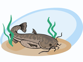  Ikan  Lele  Gif Gambar  Animasi  Animasi  Bergerak 100 