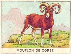 mart mouflon