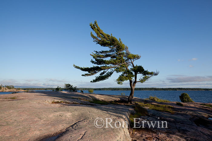 Wind-swept Pine at Georgian Bay Wind-swept Pine at Georgian Bay