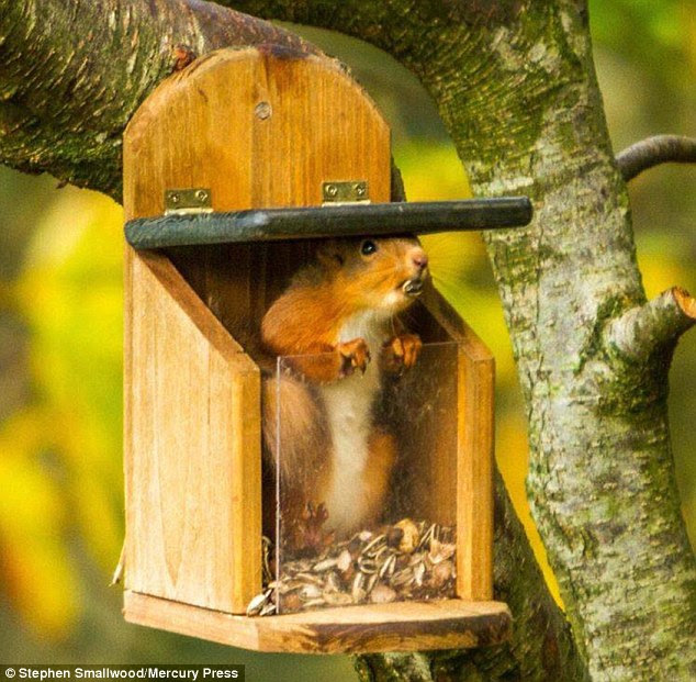 Mr Smallwood uses an old shed as a stealthy hideout to take the snaps on his Canon 7D camera and often gets up close and personal with the rodents