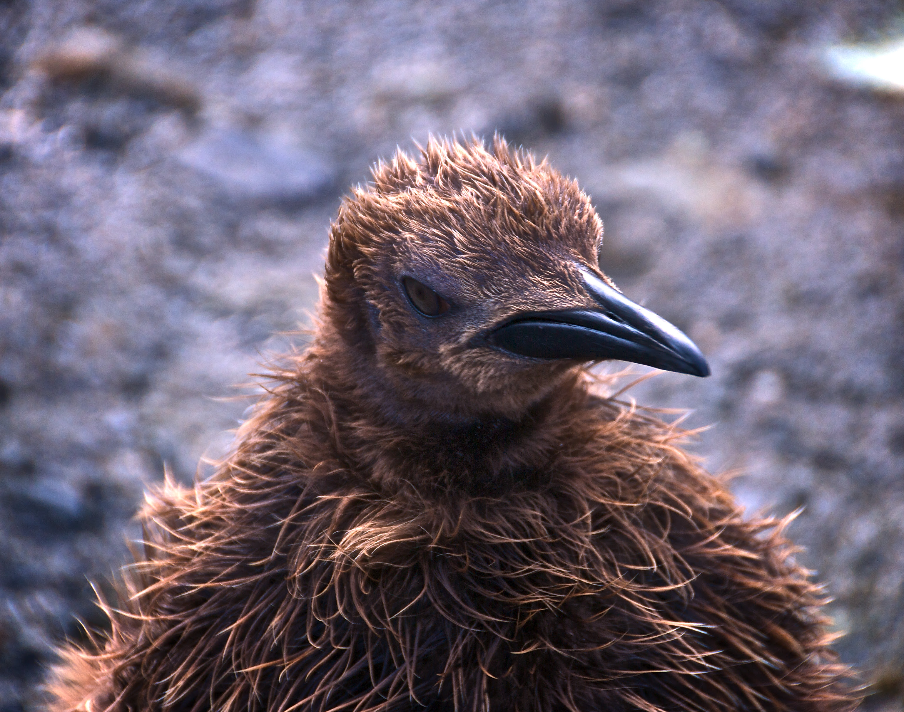 フリー画像 動物写真 鳥類 ペンギン キングペンギン 雛 ヒナ フリー素材 画像素材なら 無料 フリー写真素材のフリーフォト