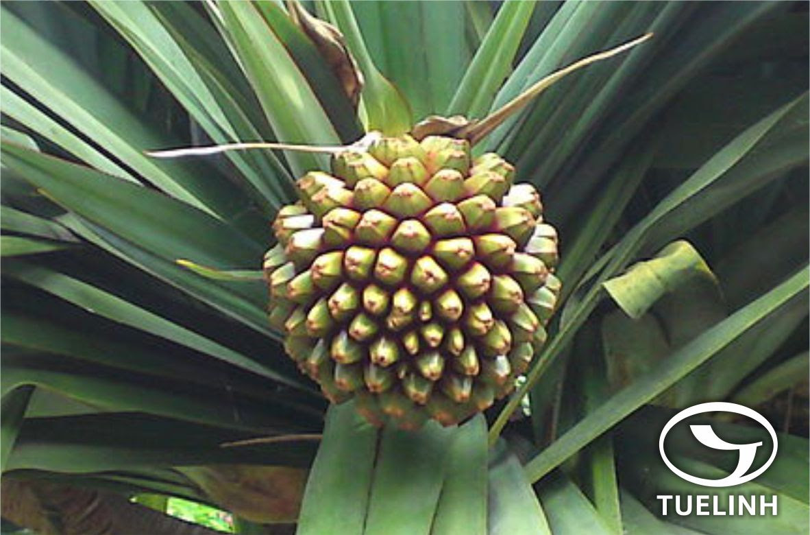 Pandanus humilis Lour. 1