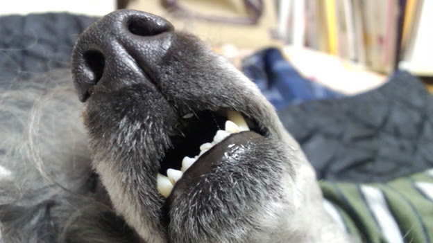 腕枕で口開けて寝る犬 M Photo Sharing Photozou