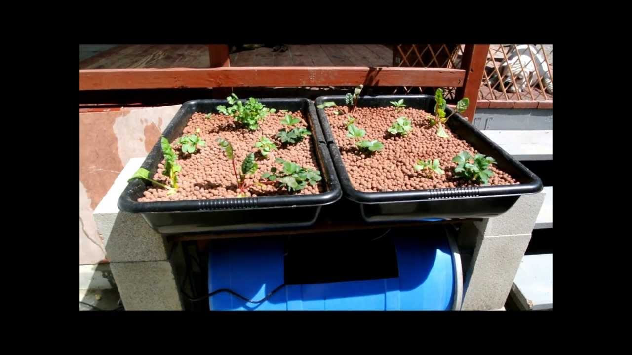 55 Gallon Barrel Aquaponic System - YouTube