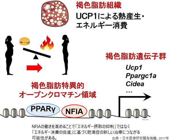 褐色脂肪 を活性化する因子を特定 エネルギー消費を促しメタボに対策 ニュース 一般社団法人 日本肥満症予防協会
