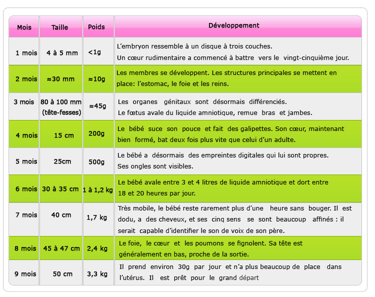 Mongyneco Developpement Du Bebe