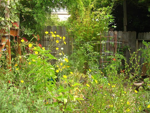 my garden