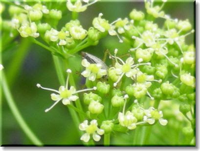 イタリアンパセリの花ってご存知ですか 末摘む花の雑記帳 楽天ブログ