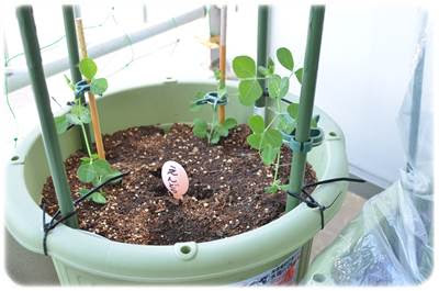 スナップエンドウの育て方 ベランダ菜園の支柱の立て方 北海道のベランダ菜園 ままちむの畑