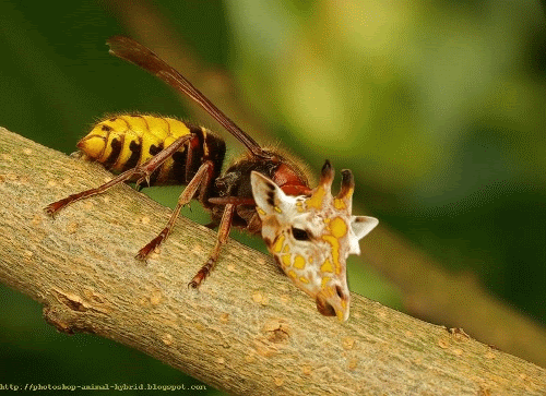 Photoshop animal hybrid, wasp, pgotoshop tutorial, photoshop tutorial, giraffe