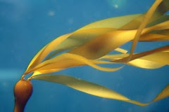 Simply Seaweed