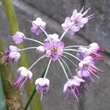 ラッキョウの花
