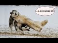 Cute is Not Enough - Funny Cats and Dogs Compilation #191