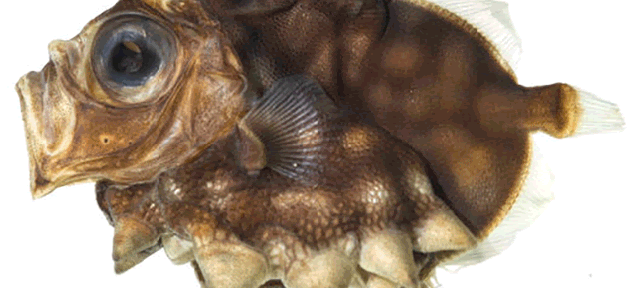 Fish Look Crazy With X-Ray Vision