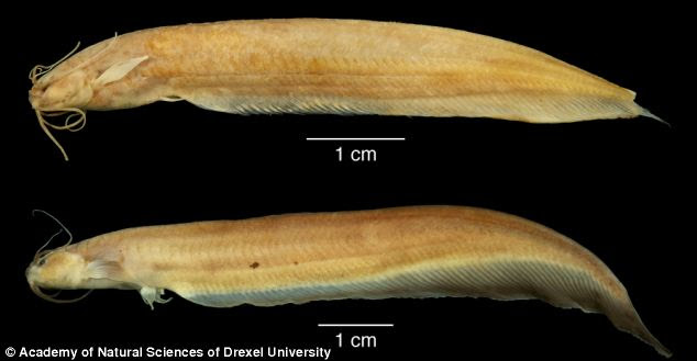 When Lundberg and his colleagues looked at its bones using digital radiography and high-definition CAT scans, they found it was missing several bony elements ¿ a characteristic fairly common for subterranean fish.