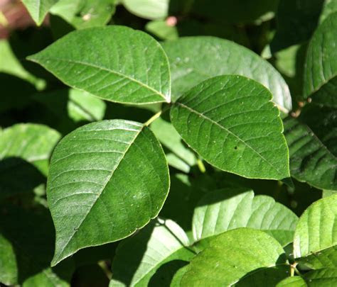 Discover five strategies for getting rid of po. How To Kill Poison Ivy - Find Out What Is The Best Way To