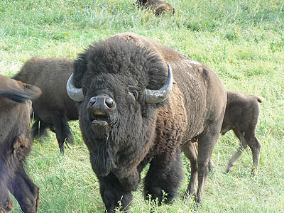 bison custer.jpg