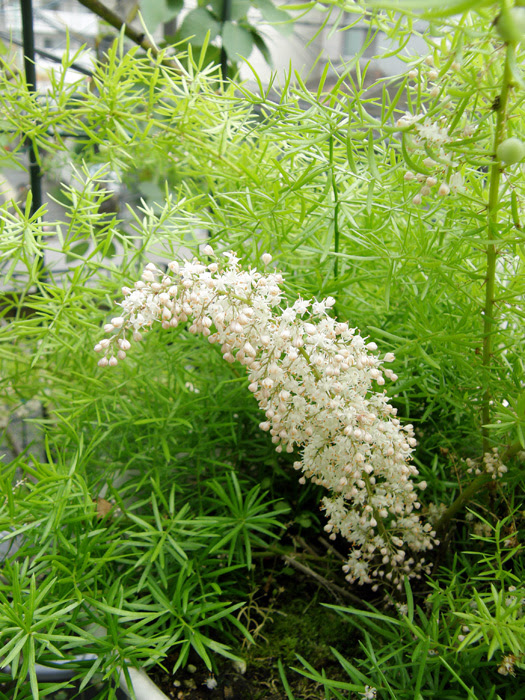 アスパラガス エチオピクス 植物写真鑑