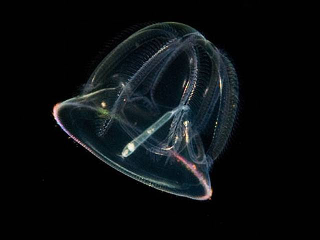 Durante o mergulho, as luzes do barco de Lambus ficam desligadas para que ele fotografe animais pequenos com mais facilidade. Na foto, um ser com cerca de 1 cm de diâmetro Leia Mais Durante o mergulho, as luzes do barco de Lambus ficam desligadas para que ele fotografe animais pequenos com mais facilidade. Na foto, um ser com cerca de 1 cm de diâmetro Leia Mais