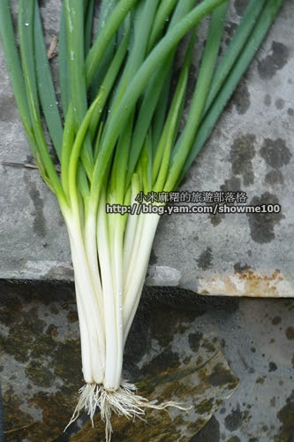 P1540281