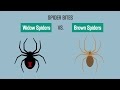 What Do Black Widow Spider Bites Look Like / Black widow toxin arsenal uncovered by multi-tissue ... : These pictures of common venomous bites, including brown recluse and black widow bites, will help you determine what bit you and how to relieve the instagram photos below (all reviewed by experts) will give you an idea of what different types of spider bites look like—and what you should do if you.