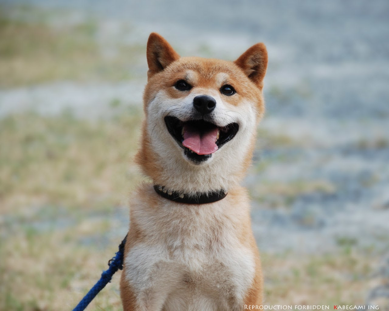 画像1枚 見る人すべてが癒される 可愛すぎる柴犬の画像 壁紙まとめ 写真まとめサイト Pictas