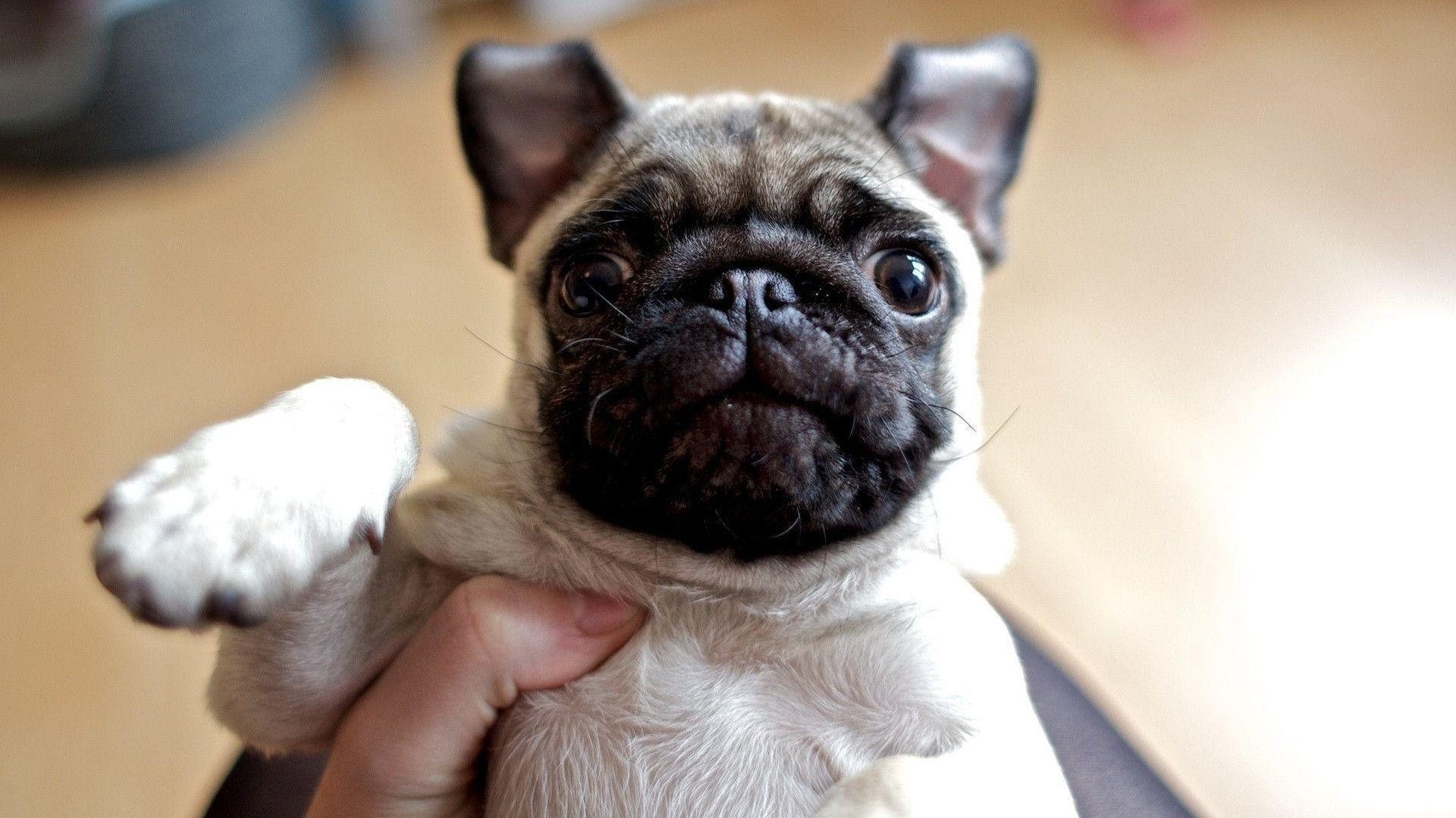 Pug Puppy Wallpapers Wallpaper Cave HD Wallpapers Download Free Map Images Wallpaper [wallpaper684.blogspot.com]