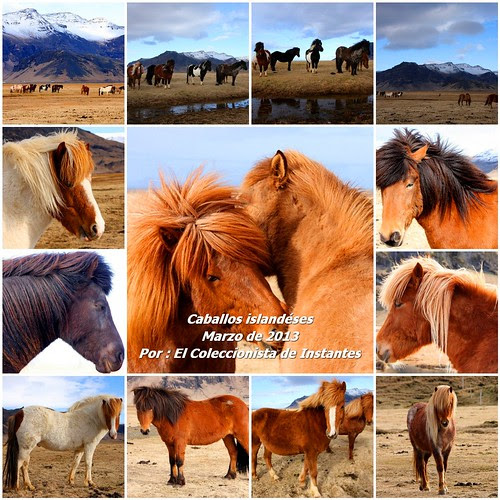 El caballo islandés by El coleccionista de instantes