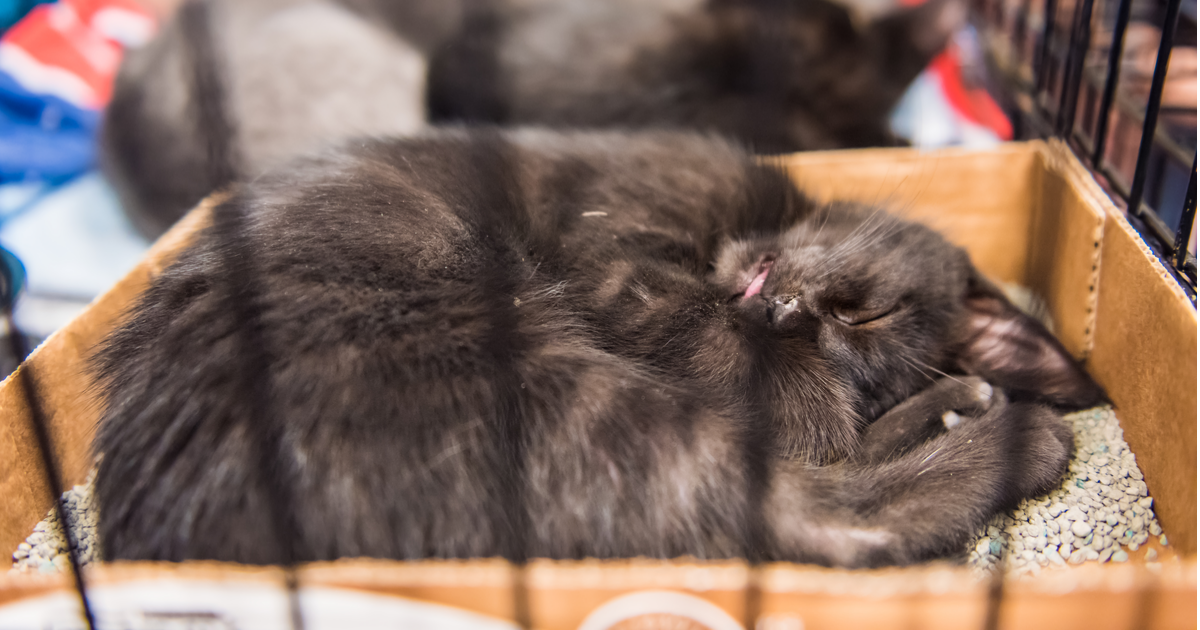 35 Top Images Cat Sleeping In Litter Box / My Kitten Loves To Sleep In The Litter Box How Do I Make Her Stop Cats
