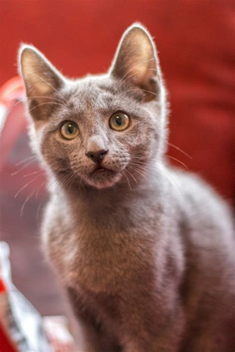 Web24.02.2022 · avoid using shared spaces such as kitchens and other living areas while others are present and take your meals back to your room to eat. Identifying the Breed of Your Cat | ThriftyFun