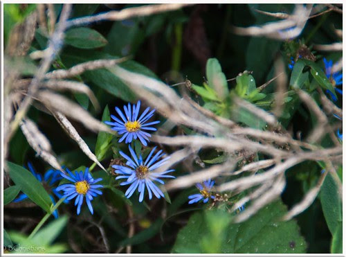 BlueFlowers