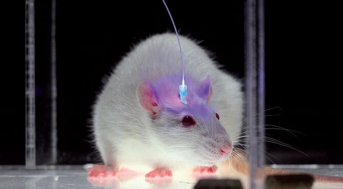 What a mouse looks like with an optogenetics system plugged in