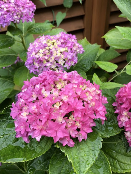 紫陽花 剪定時期 増やし方 花言葉 人気種類はどれだ 我が家のアジサイを紹介します 1dayリア充