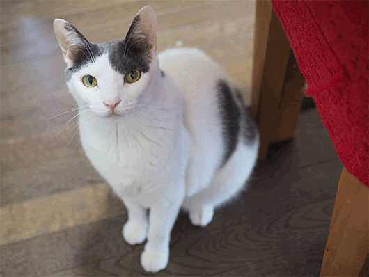 恐怖 足元からの鳴き声 ねこ３生活 Powered By ライブドアブログ