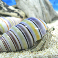 ヤドカリパーク オカヤドカリ専門店 オカヤドカリの脱皮