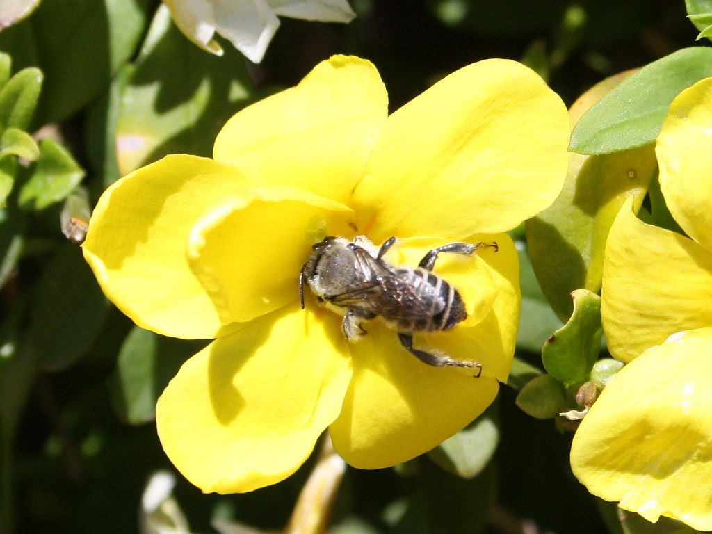 Verna And Bob S Weblog Bees Love Yellow Spring Flowers