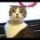 Application chat animal