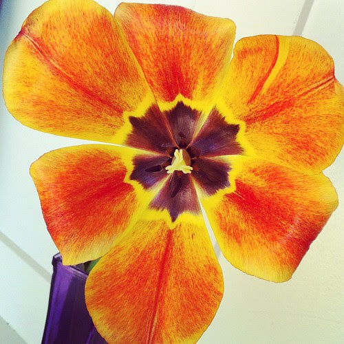 nature's surprise - 1st time we've seen one of these growing in our yard. guess the bunnies didn't get to them all.