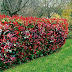 Privacy Trees Seattle / Privacy trees are popular among homeowners around the world.