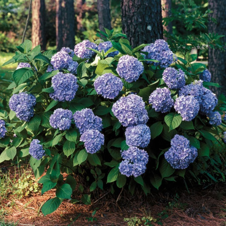 All Summer Beauty Hydrangea Shrub  Plant Types for Zone 6a to 6b  P 