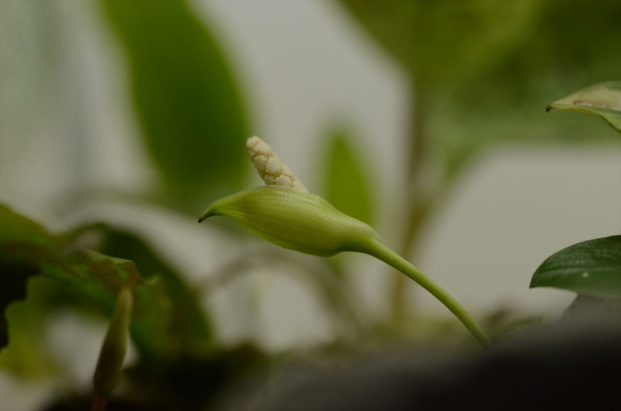 アヌビアス マーブル の花 Coyo