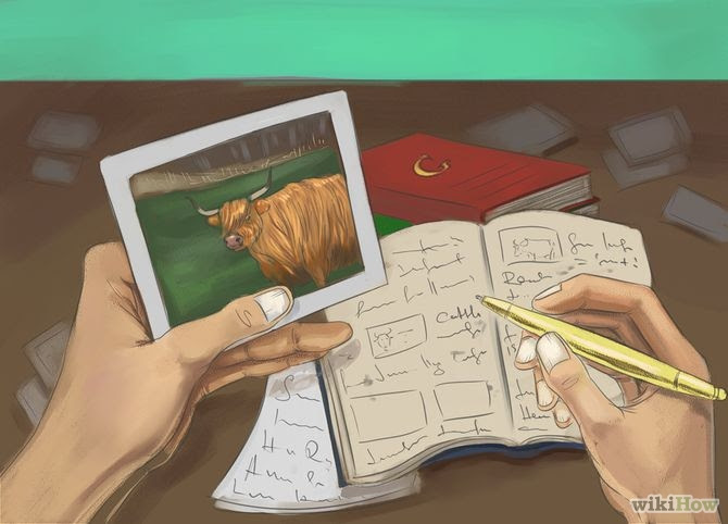 Identify Cattle Breeds Step 2.jpg