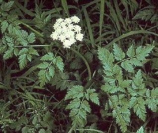 セリ せり 芹 の花言葉 花言葉事典