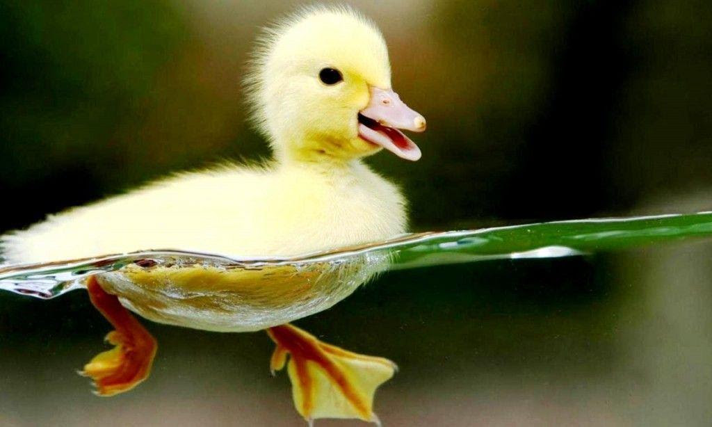 Cute Baby Animal Wallpapers  Wallpaper Cave