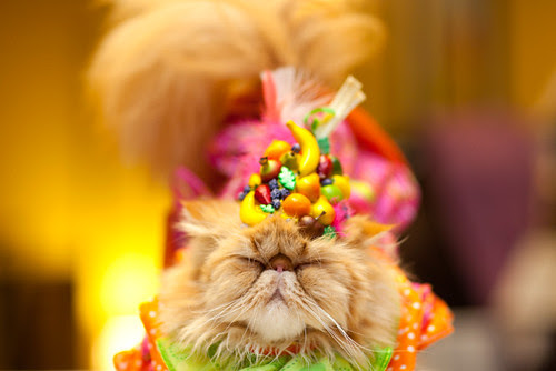 Cat Fashion