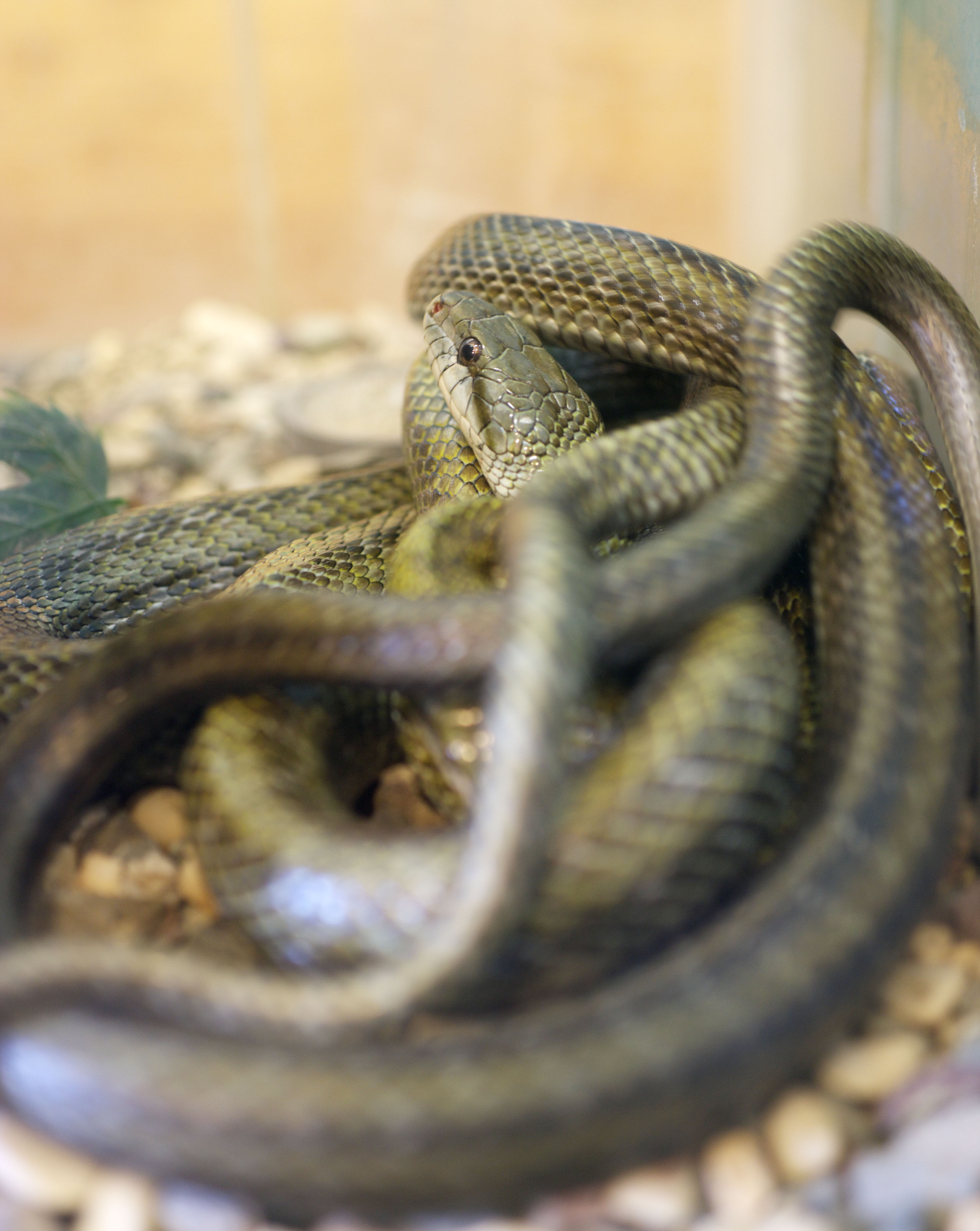 ゆんフリー写真素材集 No 5938 アオダイショウ 日本 千葉